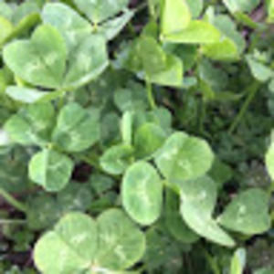 Meet your Posher, Tangerine